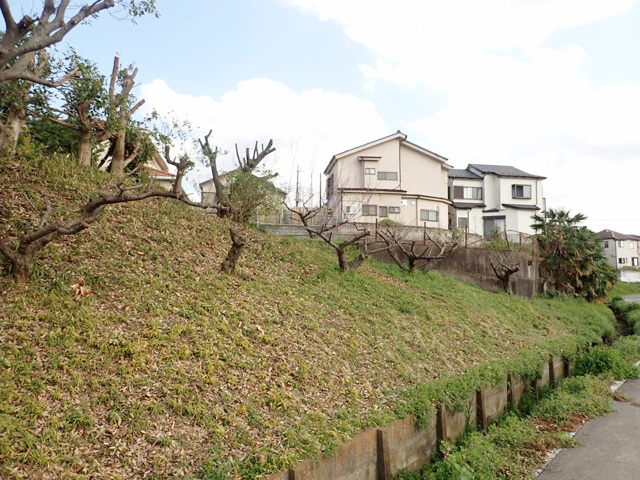 防風林の強剪定後2