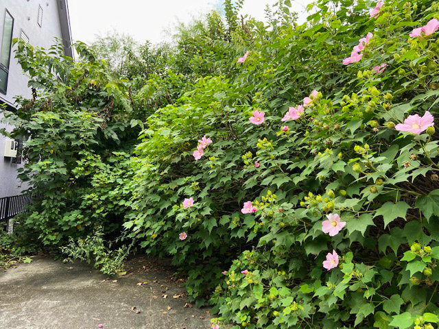 空き地の管理 雑草・草刈作業前